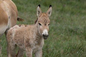 Onager