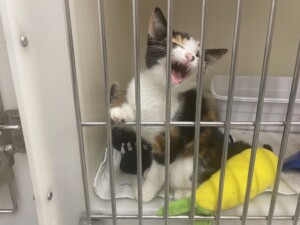 Kitty 1
